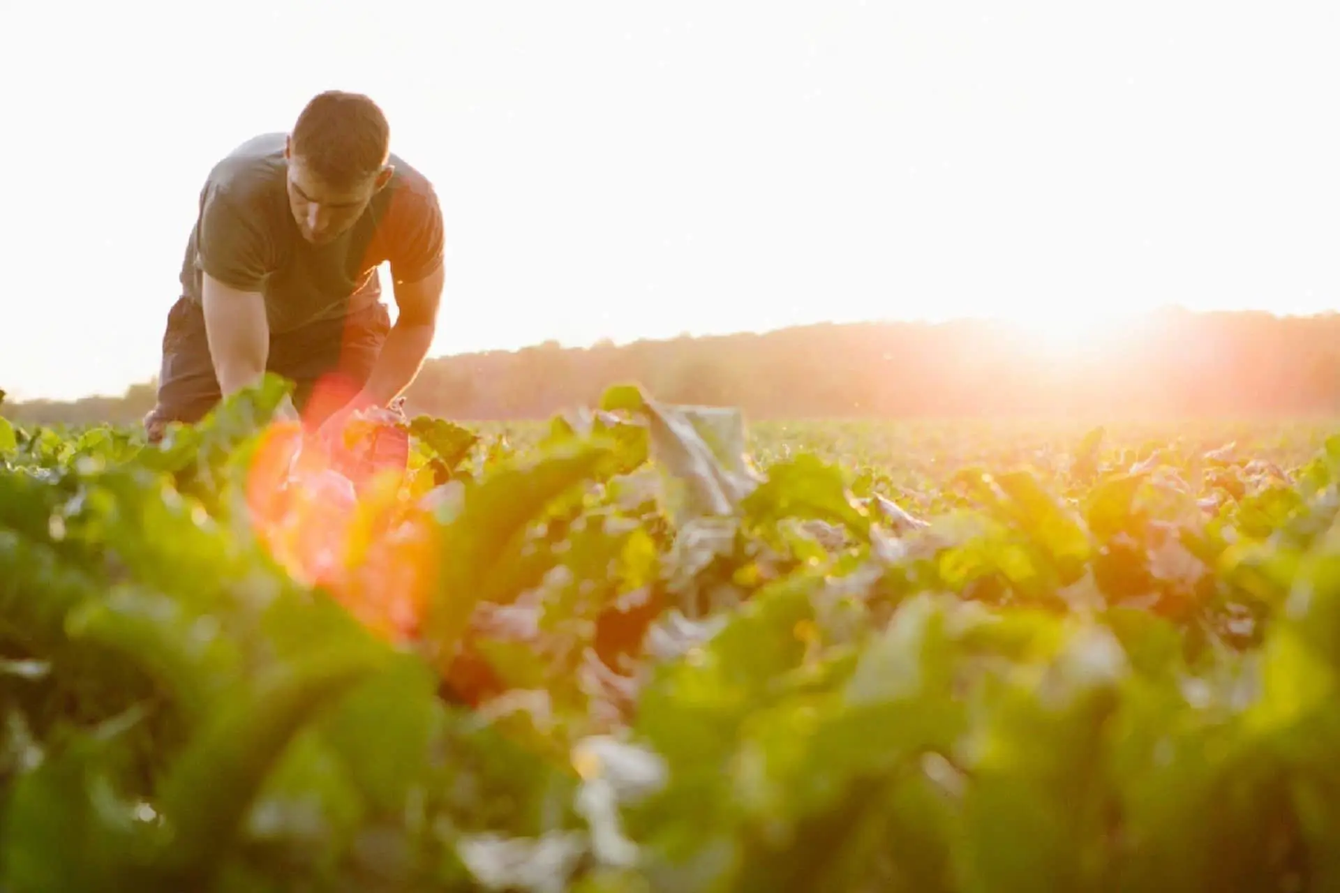 چرا کاشت چغندر، در حفظ محیط زیست موثر است؟