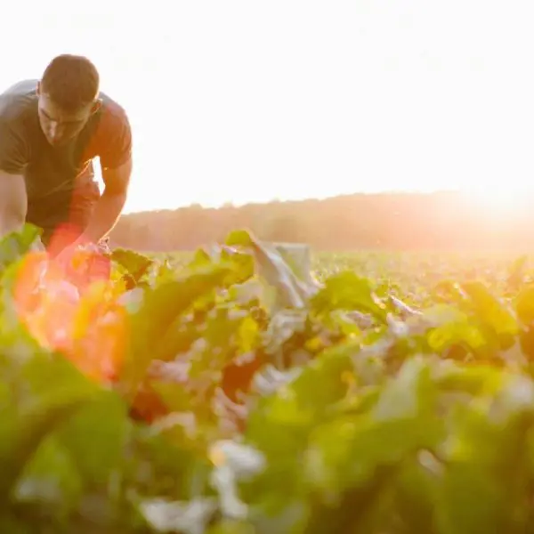 Why Sugar Beet Cultivation Supports Environmental Sustainability